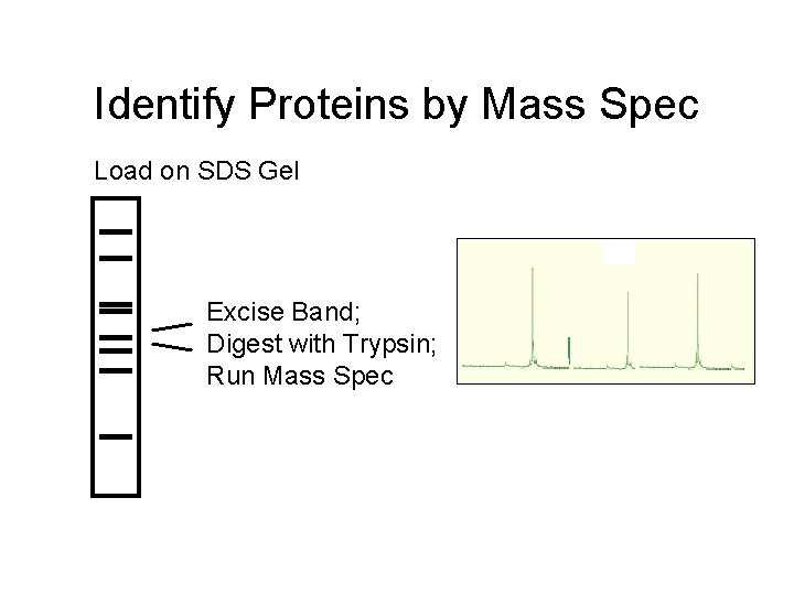 Identify Proteins by Mass Spec Load on SDS Gel Excise Band; Digest with Trypsin;