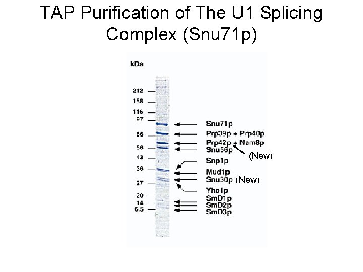 TAP Purification of The U 1 Splicing Complex (Snu 71 p) (New) 