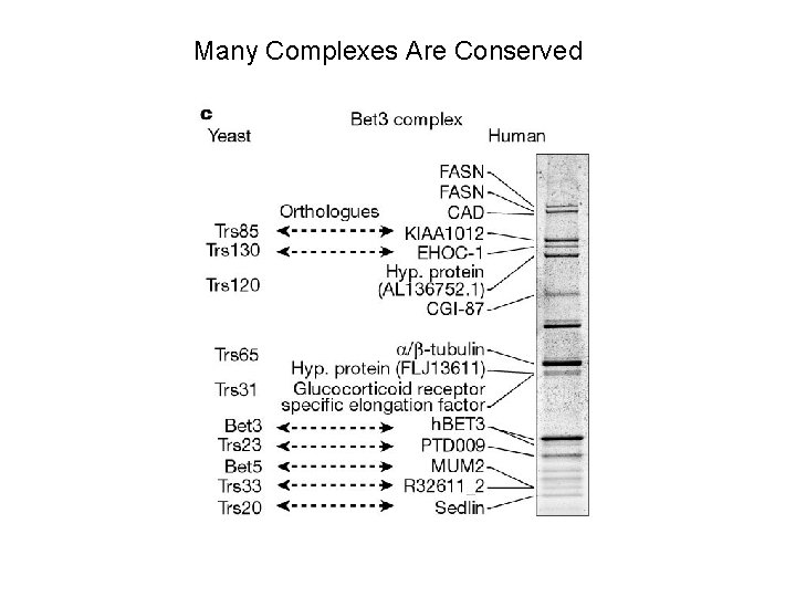 Many Complexes Are Conserved 