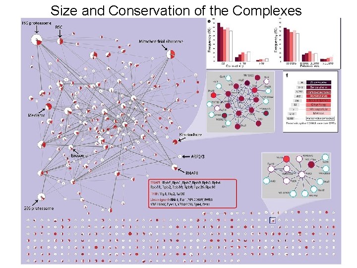 Size and Conservation of the Complexes Two Hybrid 