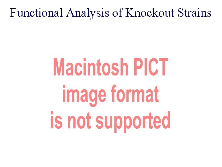 Functional Analysis of Knockout Strains 