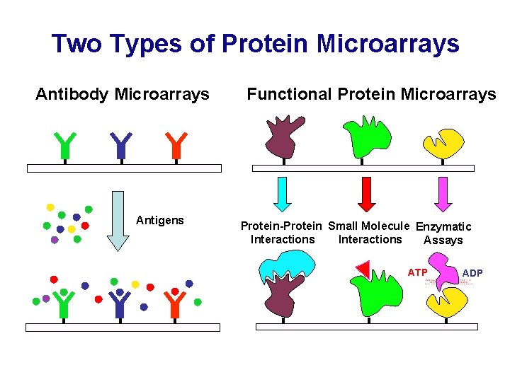 Two Types of Protein Microarrays Antibody Microarrays Antigens Functional Protein Microarrays Protein-Protein Small Molecule