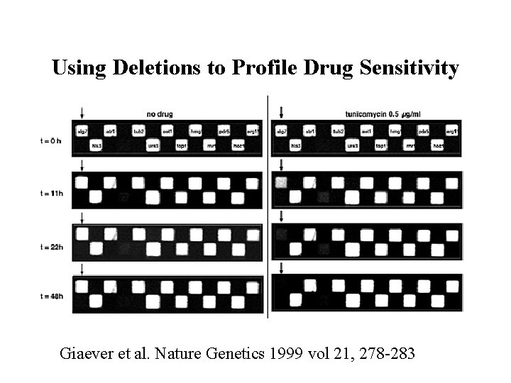 Using Deletions to Profile Drug Sensitivity Giaever et al. Nature Genetics 1999 vol 21,