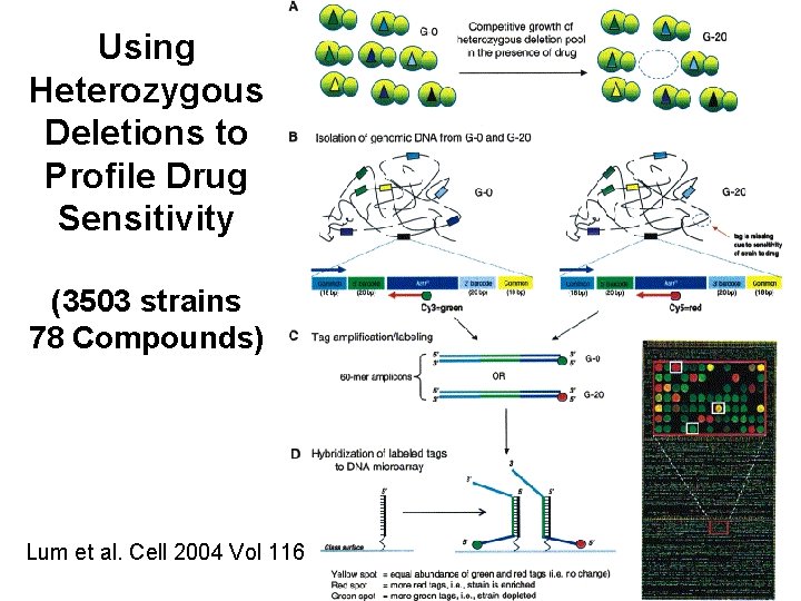 Using Heterozygous Deletions to Profile Drug Sensitivity (3503 strains 78 Compounds) Lum et al.