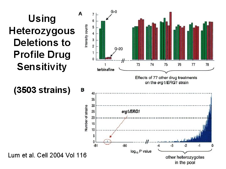 Using Heterozygous Deletions to Profile Drug Sensitivity (3503 strains) Lum et al. Cell 2004