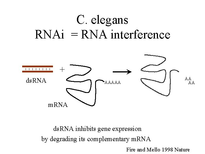 C. elegans RNAi = RNA interference + ds. RNA AA AA AAAAA m. RNA