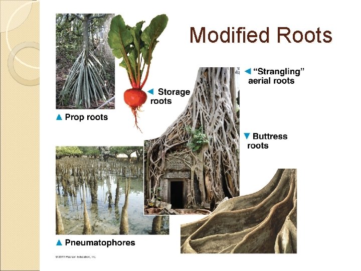 Modified Roots 