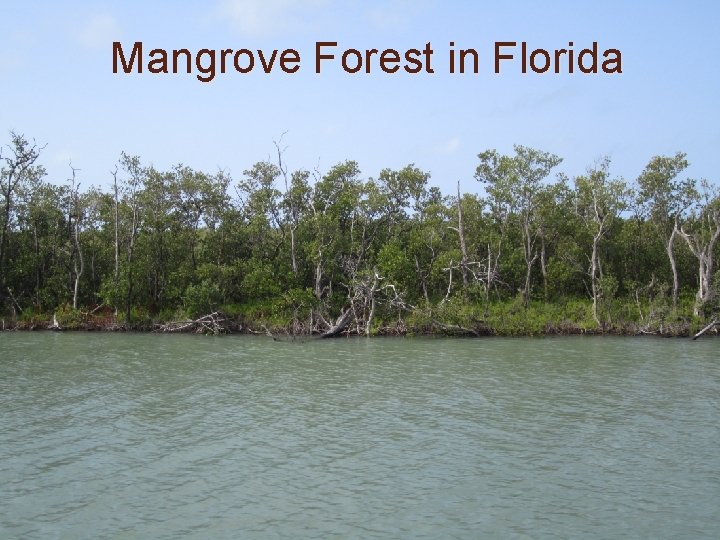 Mangrove Forest in Florida 