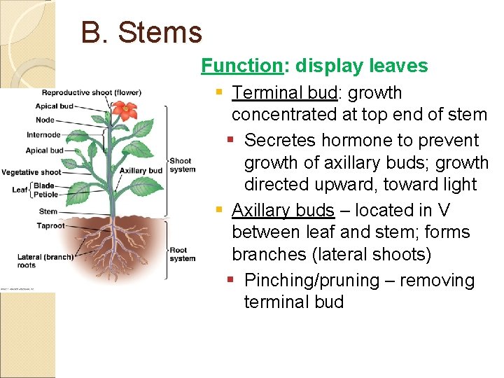 B. Stems Function: display leaves § Terminal bud: growth concentrated at top end of