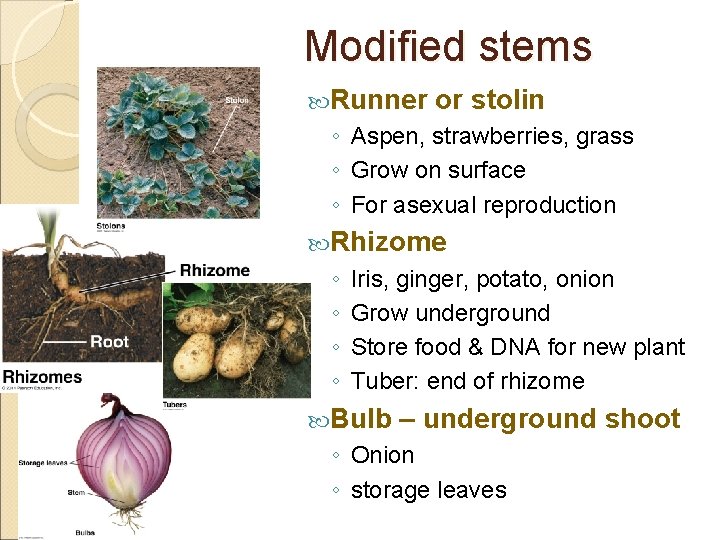 Modified stems Runner or stolin ◦ Aspen, strawberries, grass ◦ Grow on surface ◦