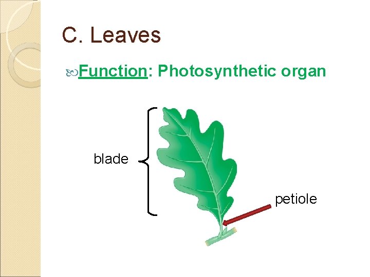 C. Leaves Function: Photosynthetic organ blade petiole 