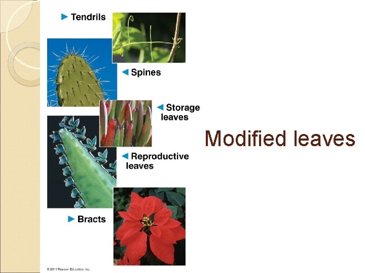 Modified leaves 