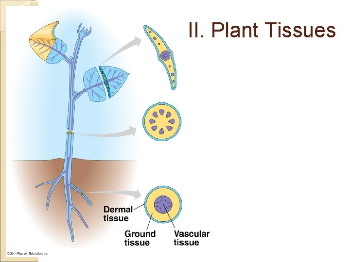 II. Plant Tissues 