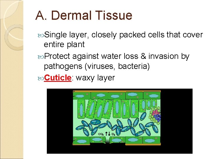 A. Dermal Tissue Single layer, closely packed cells that cover entire plant Protect against