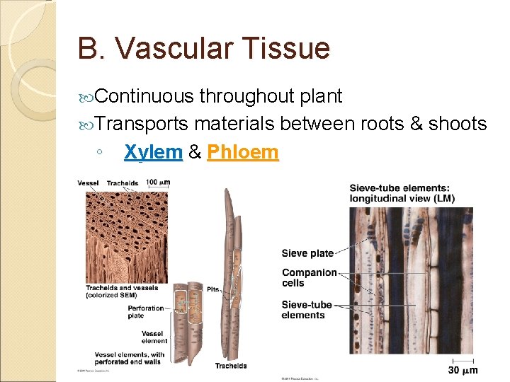 B. Vascular Tissue Continuous throughout plant Transports materials between roots & shoots ◦ Xylem