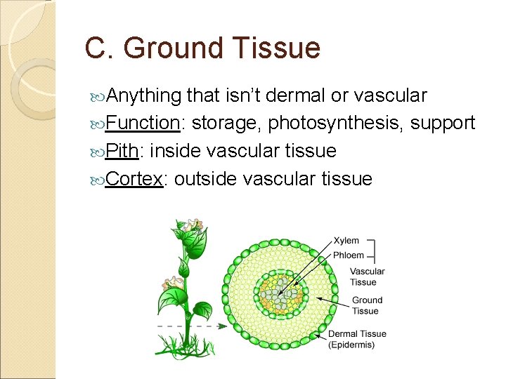 C. Ground Tissue Anything that isn’t dermal or vascular Function: storage, photosynthesis, support Pith: