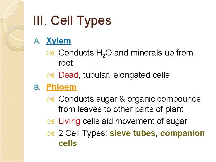 III. Cell Types Xylem Conducts H 2 O and minerals up from root Dead,