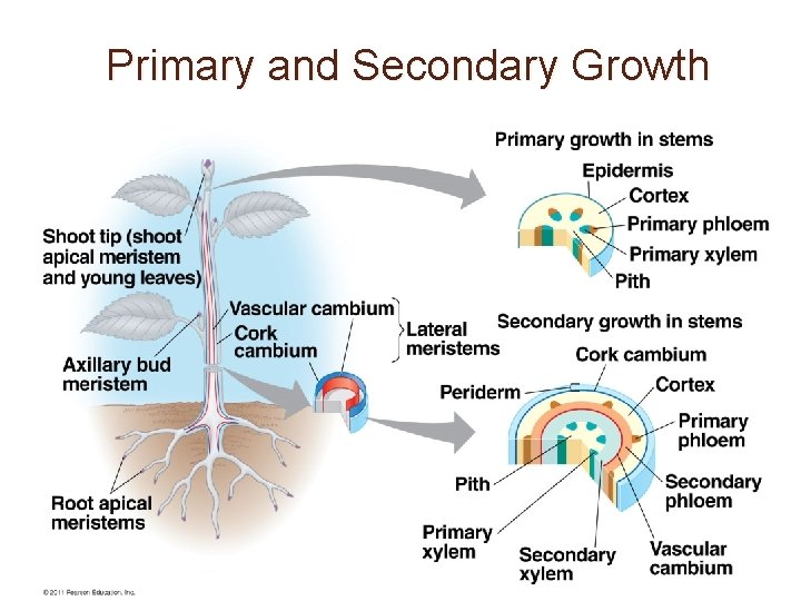 Primary and Secondary Growth 