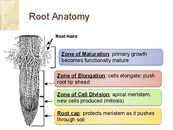 Root Anatomy Root Hairs Zone of Maturation: primary growth becomes functionally mature Zone of