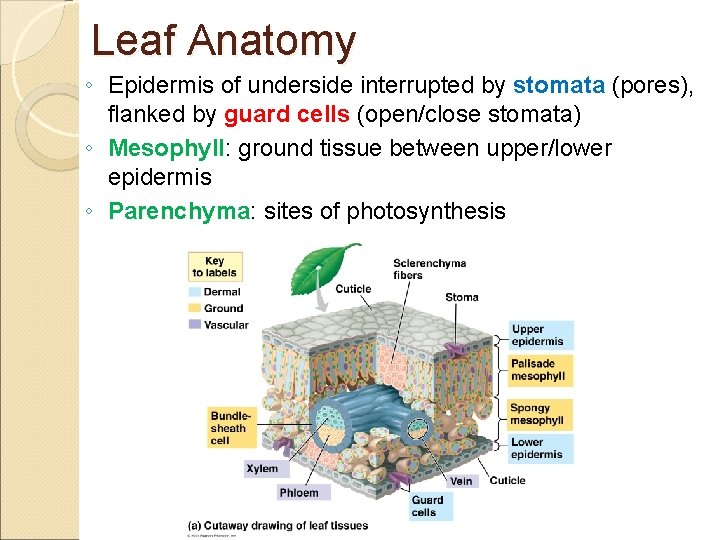 Leaf Anatomy ◦ Epidermis of underside interrupted by stomata (pores), flanked by guard cells