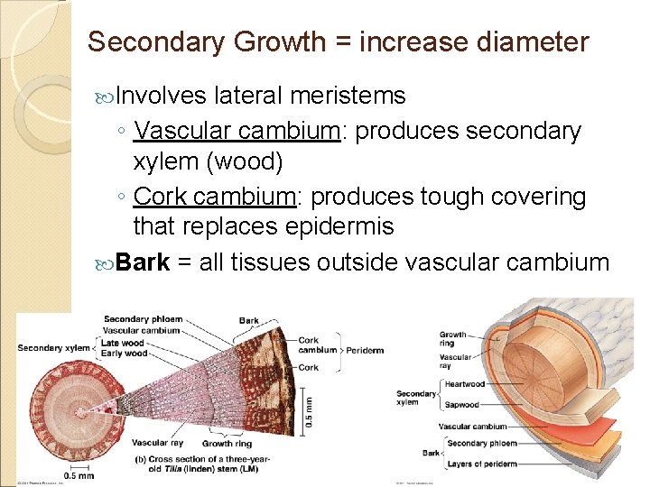 Secondary Growth = increase diameter Involves lateral meristems ◦ Vascular cambium: produces secondary xylem