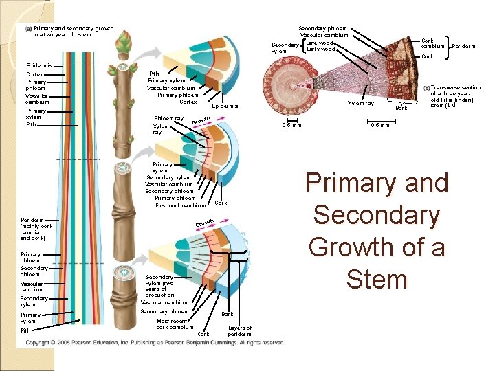 Secondary phloem Vascular cambium Secondary Late wood Early wood xylem Primary and secondary growth