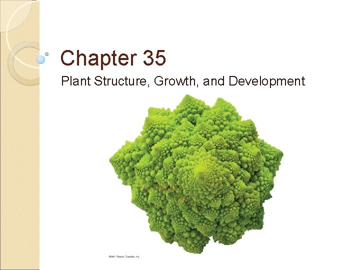 Chapter 35 Plant Structure, Growth, and Development 