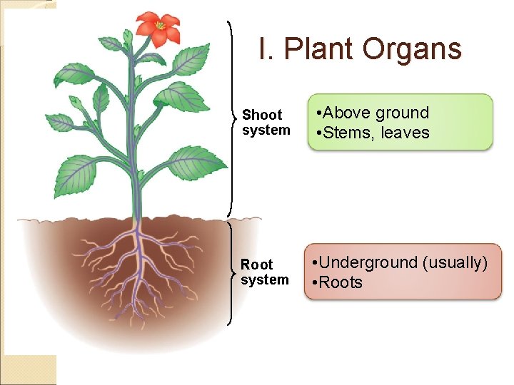 I. Plant Organs Shoot system • Above ground • Stems, leaves Root system •