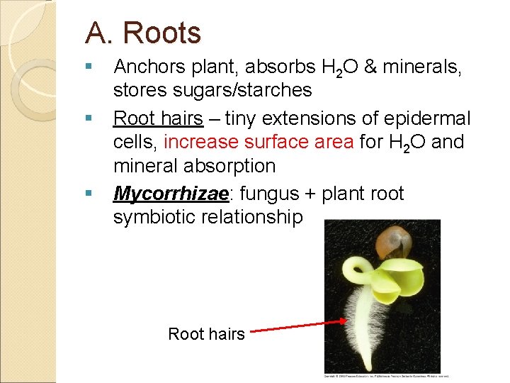 A. Roots § Anchors plant, absorbs H 2 O & minerals, stores sugars/starches §