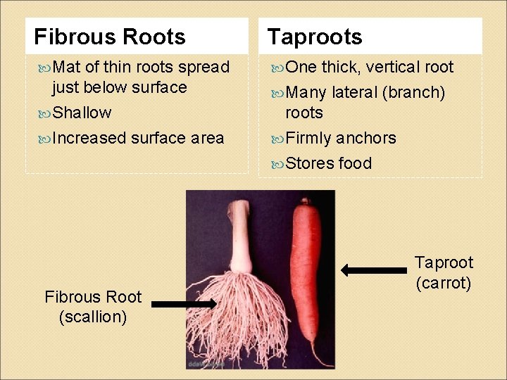 Fibrous Roots Taproots Mat One of thin roots spread just below surface Shallow Increased
