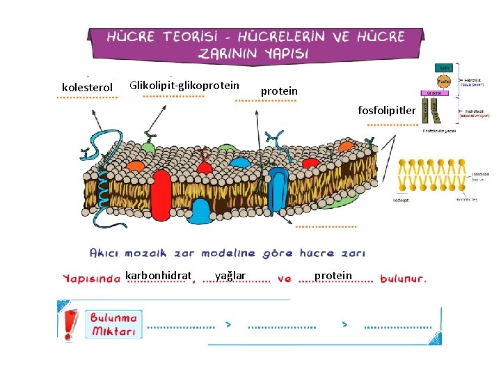 kolesterol Glikolipit-glikoprotein fosfolipitler karbonhidrat yağlar protein 