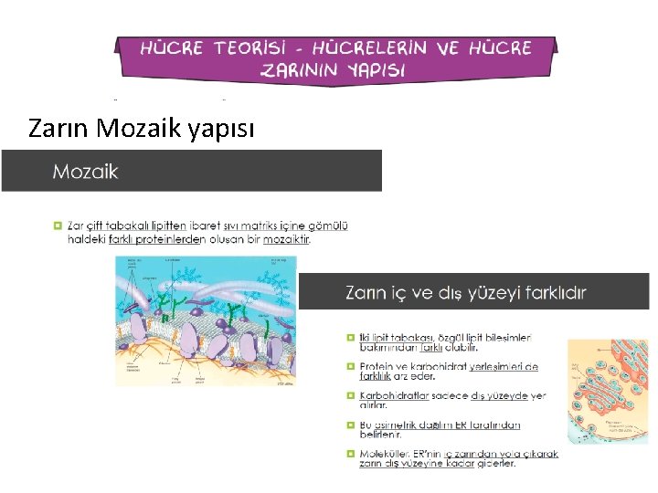 Zarın Mozaik yapısı 