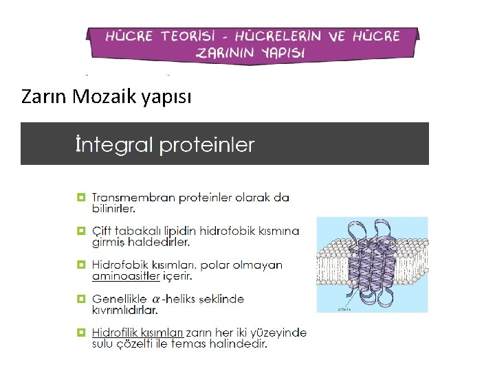 Zarın Mozaik yapısı 