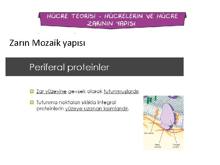 Zarın Mozaik yapısı 