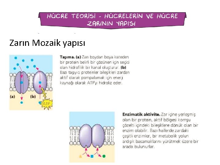 Zarın Mozaik yapısı 