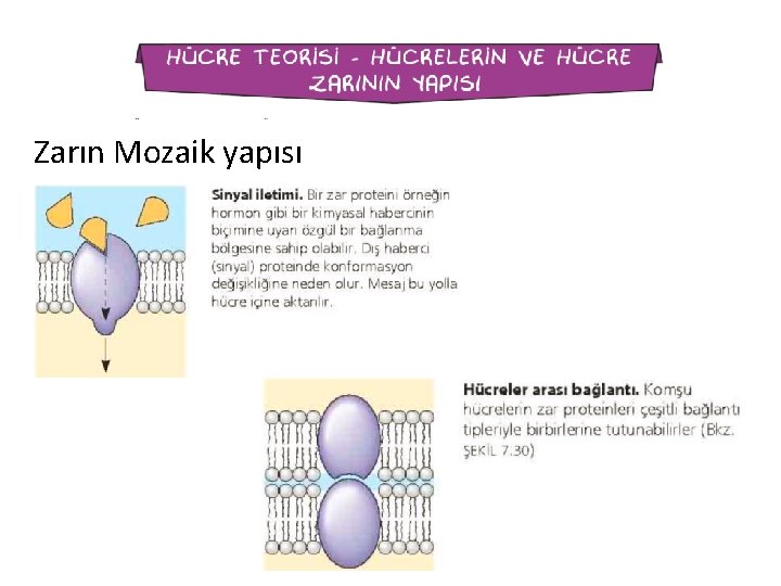 Zarın Mozaik yapısı 