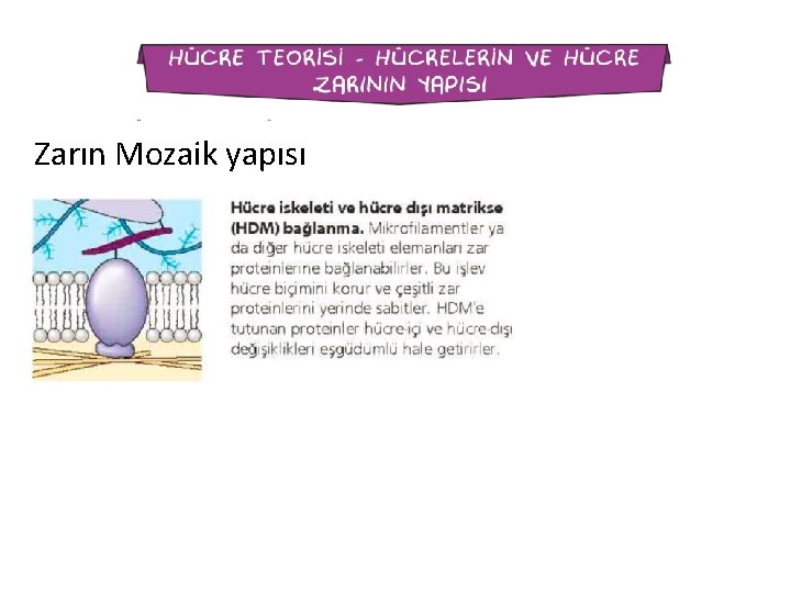 Zarın Mozaik yapısı 