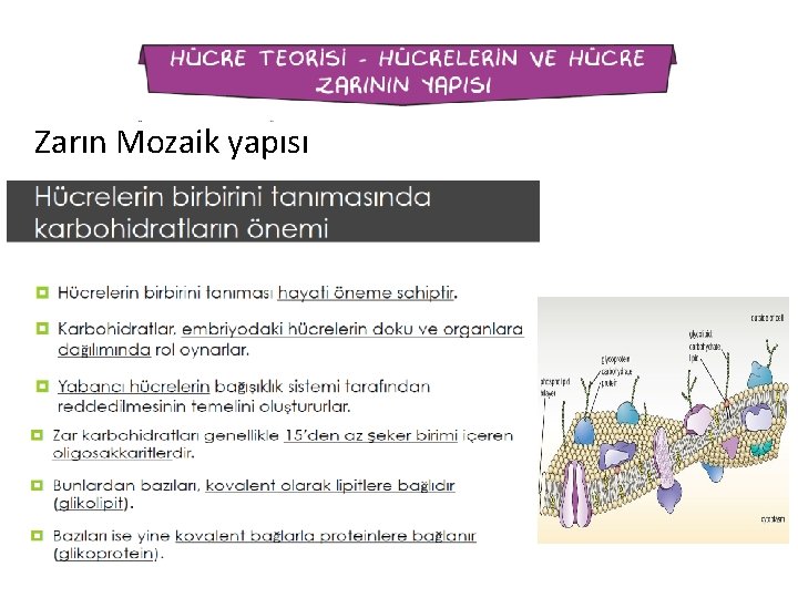 Zarın Mozaik yapısı 