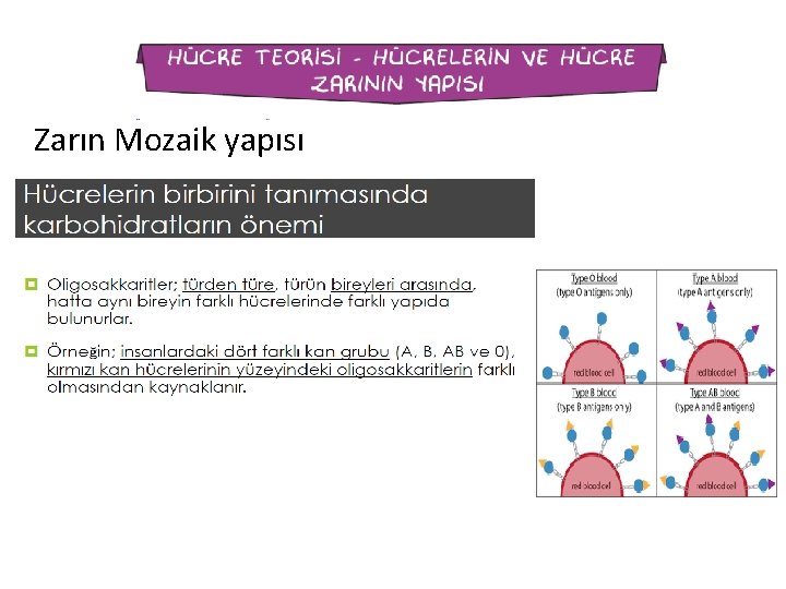 Zarın Mozaik yapısı 