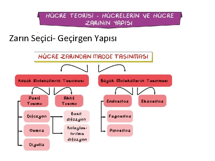 Zarın Seçici- Geçirgen Yapısı 