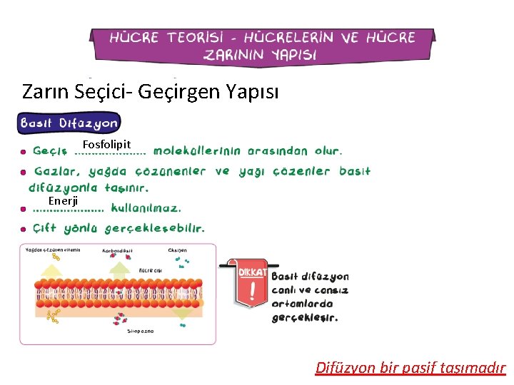 Zarın Seçici- Geçirgen Yapısı Fosfolipit Enerji Difüzyon bir pasif taşımadır 