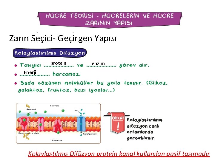 Zarın Seçici- Geçirgen Yapısı protein enzim Enerji Kolaylaştılmış Difüzyon protein kanal kullanılan pasif taşımadır