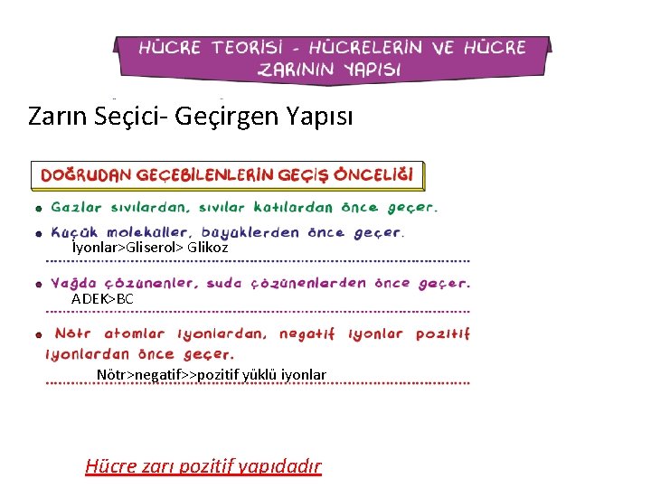 Zarın Seçici- Geçirgen Yapısı İyonlar>Gliserol> Glikoz ADEK>BC Nötr>negatif>>pozitif yüklü iyonlar Hücre zarı pozitif yapıdadır