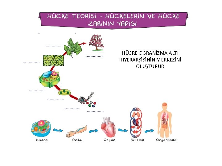 HÜCRE OGRANİZMA ALTI HİYERARŞİSİNİN MERKEZİNİ OLUŞTURUR 