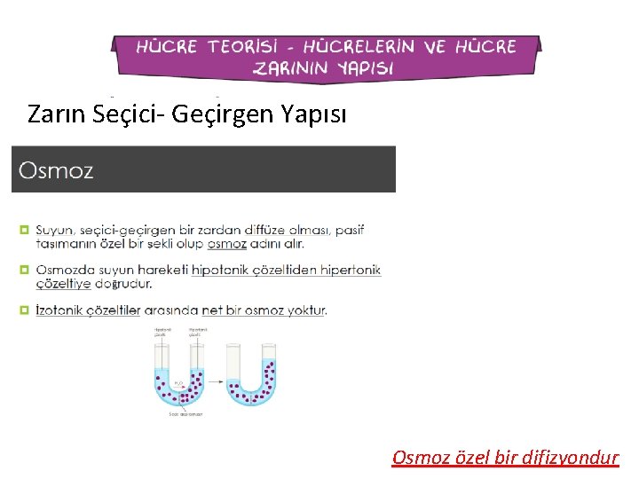 Zarın Seçici- Geçirgen Yapısı Osmoz özel bir difizyondur 