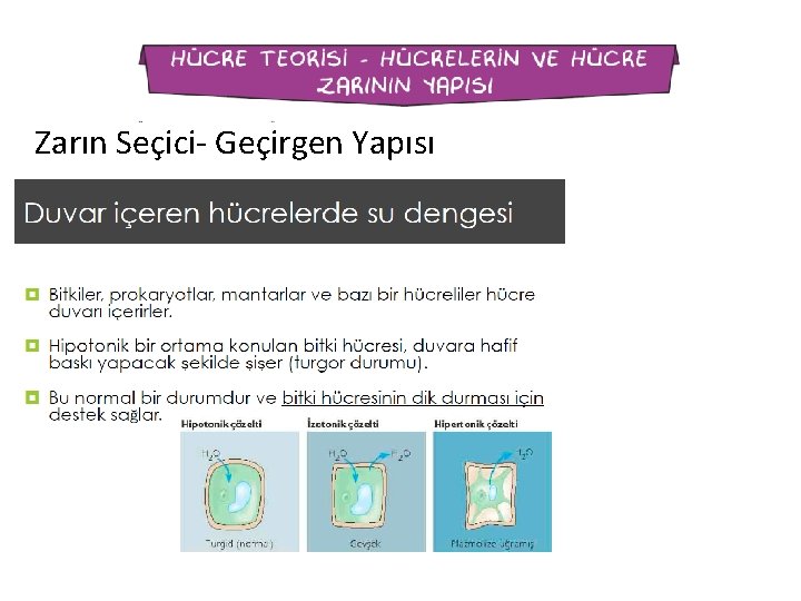 Zarın Seçici- Geçirgen Yapısı 