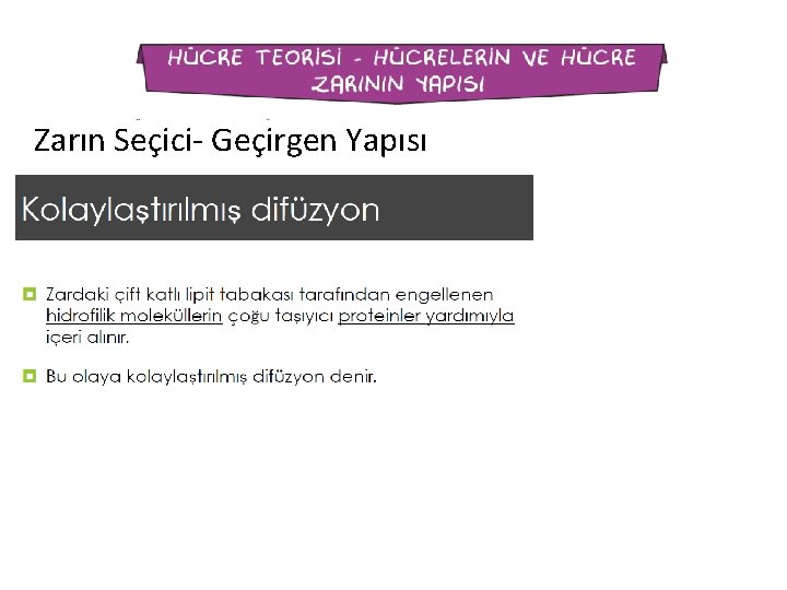 Zarın Seçici- Geçirgen Yapısı 