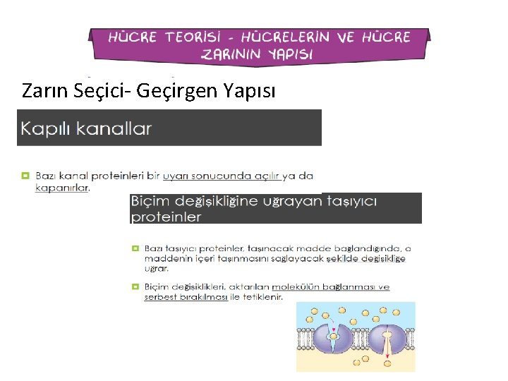 Zarın Seçici- Geçirgen Yapısı 