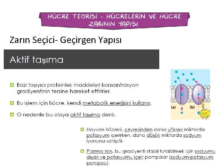 Zarın Seçici- Geçirgen Yapısı 