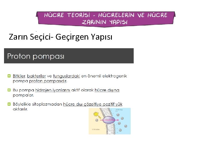 Zarın Seçici- Geçirgen Yapısı 